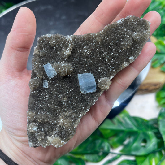 Yaogangxian Cubic Blue Fluorite on Black Druzy